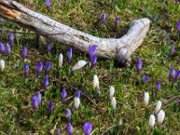 Astteil umgeben von Krokusblüten